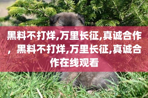 黑料不打烊,万里长征,真诚合作，黑料不打烊,万里长征,真诚合作在线观看