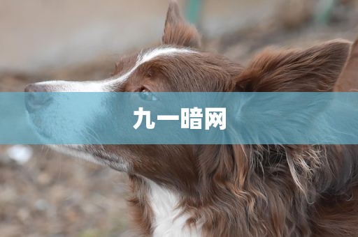 九一暗网