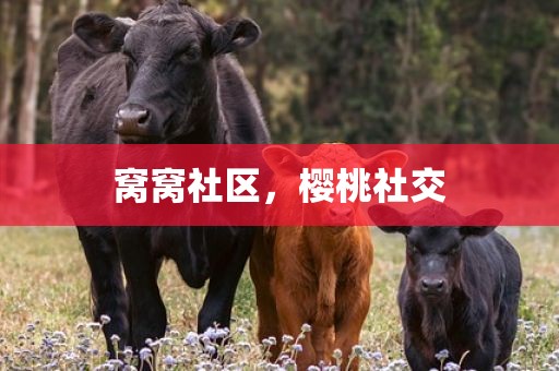 窝窝社区，樱桃社交