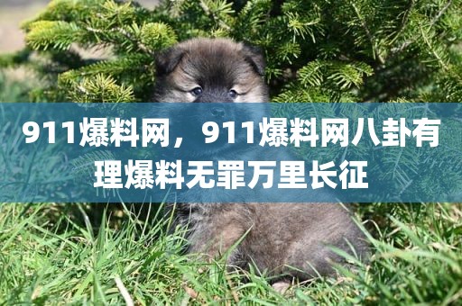 911爆料网，911爆料网八卦有理爆料无罪万里长征