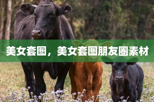美女套图，美女套图朋友圈素材