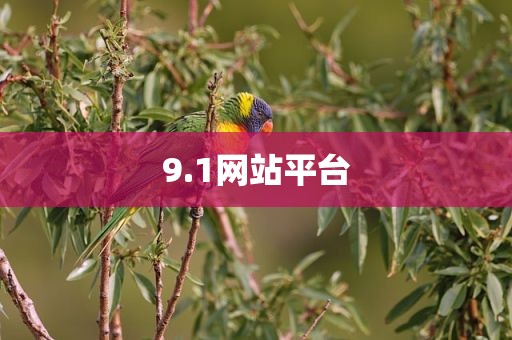 9.1网站平台