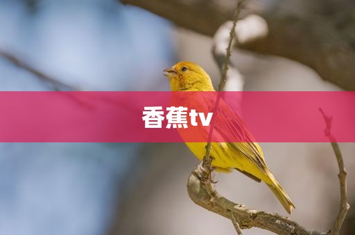 香蕉tv