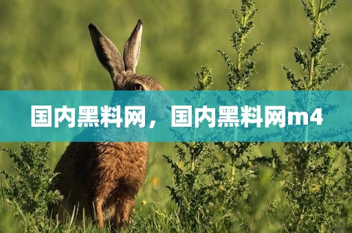 国内黑料网，国内黑料网m4