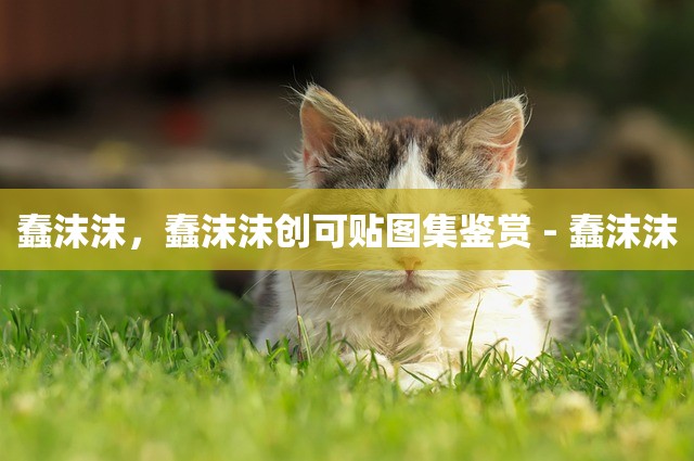 蠢沫沫，蠢沫沫创可贴图集鉴赏 - 蠢沫沫