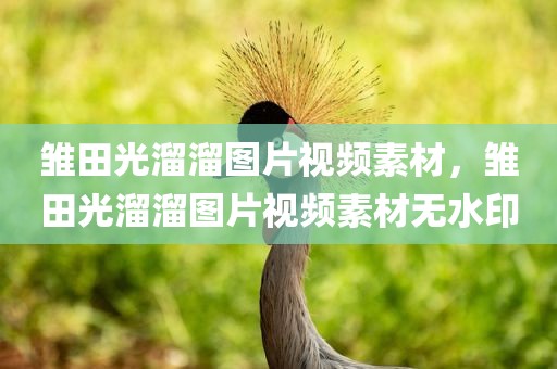 雏田光溜溜图片视频素材，雏田光溜溜图片视频素材无水印