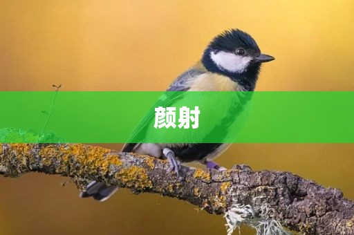 颜射