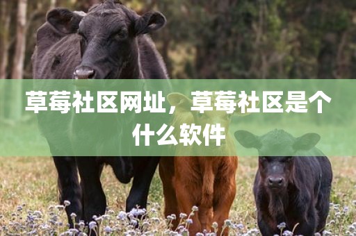 草莓社区网址，草莓社区是个什么软件