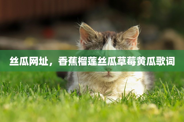 丝瓜网址，香蕉榴莲丝瓜草莓黄瓜歌词