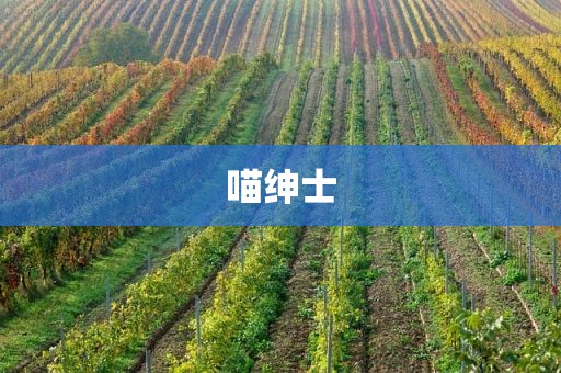 喵绅士