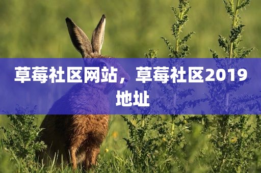 草莓社区网站，草莓社区2019 地址