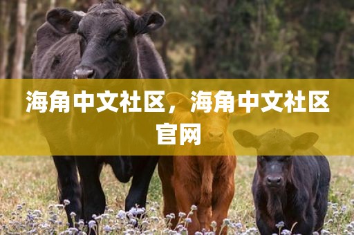 海角中文社区，海角中文社区官网