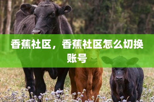 香蕉社区，香蕉社区怎么切换账号
