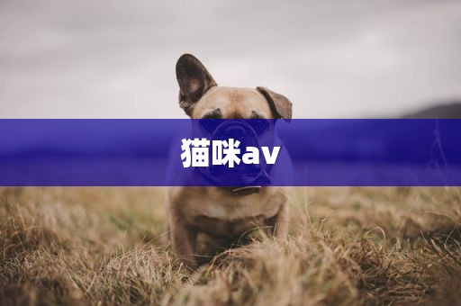 猫咪av