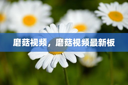 磨菇视频，磨菇视频最新板