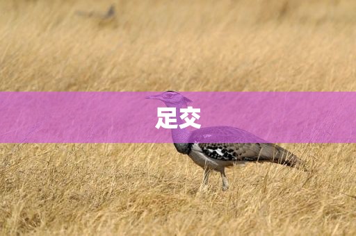 足交