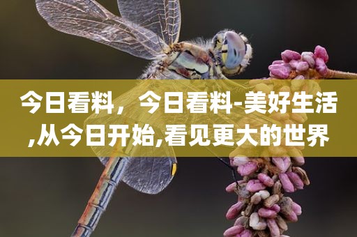 今日看料，今日看料-美好生活,从今日开始,看见更大的世界