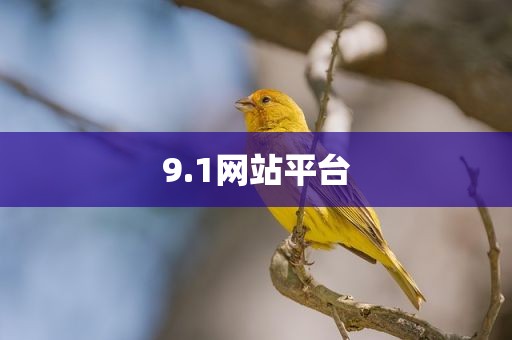 9.1网站平台