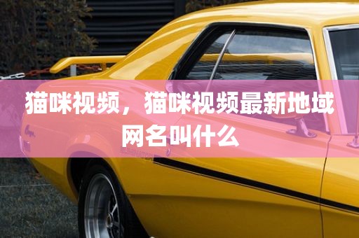 猫咪视频，猫咪视频最新地域网名叫什么