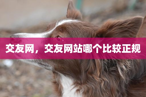 交友网，交友网站哪个比较正规