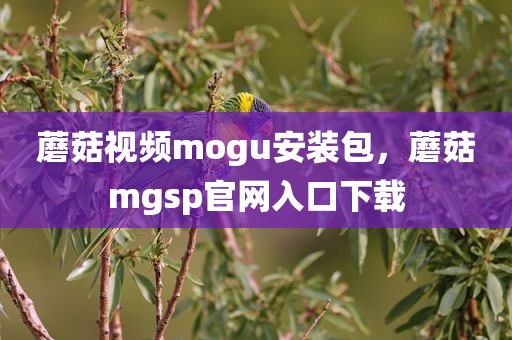 蘑菇视频mogu安装包，蘑菇mgsp官网入口下载