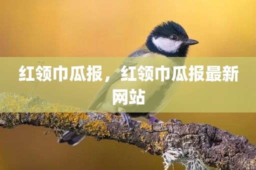红领巾瓜报，红领巾瓜报最新网站
