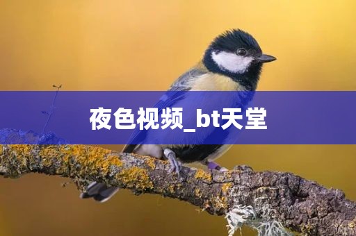夜色视频_bt天堂