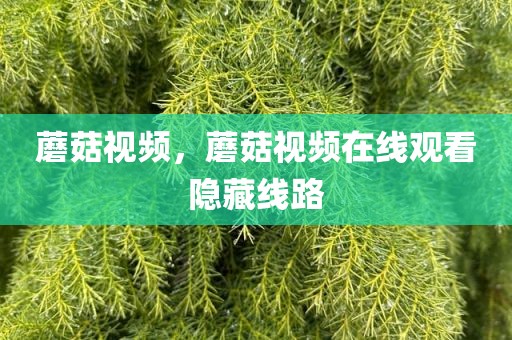 蘑菇视频，蘑菇视频在线观看隐藏线路