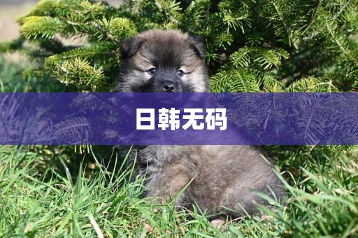 日韩无码