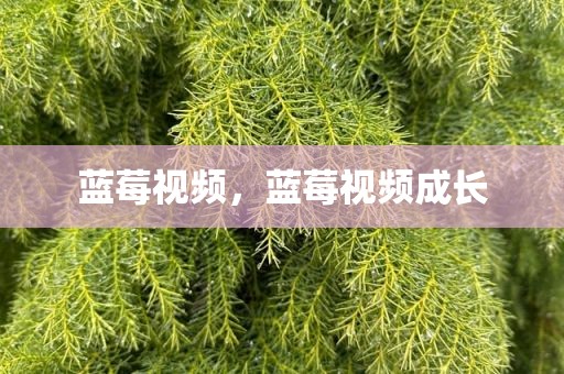 蓝莓视频，蓝莓视频成长
