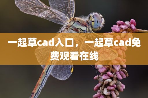 一起草cad入口，一起草cad免费观看在线