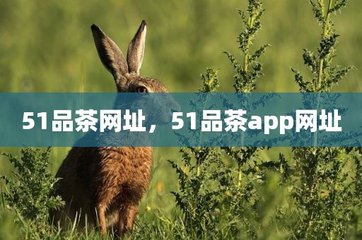 51品茶网址，51品茶app网址