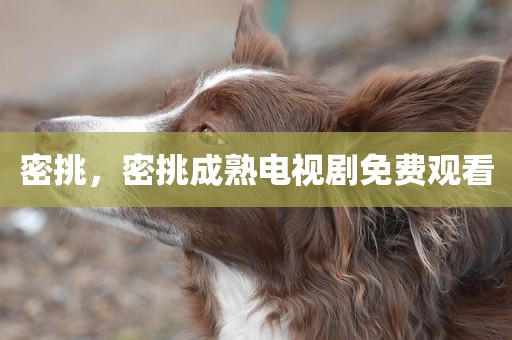 密挑，密挑成熟电视剧免费观看