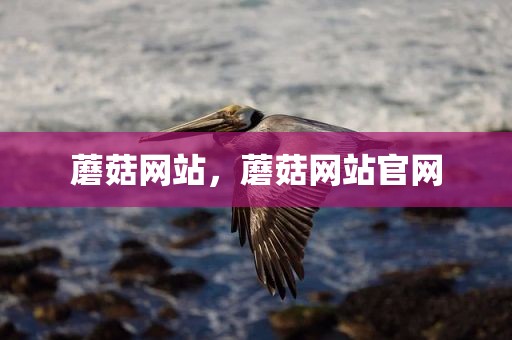 蘑菇网站，蘑菇网站官网