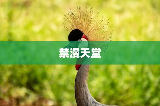 禁漫天堂