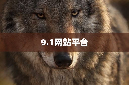 9.1网站平台