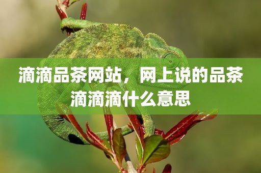 滴滴品茶网站，网上说的品茶滴滴滴什么意思