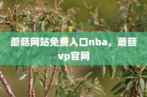 蘑菇网站免费入口nba，蘑菇vp官网