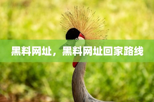 黑料网址，黑料网址回家路线