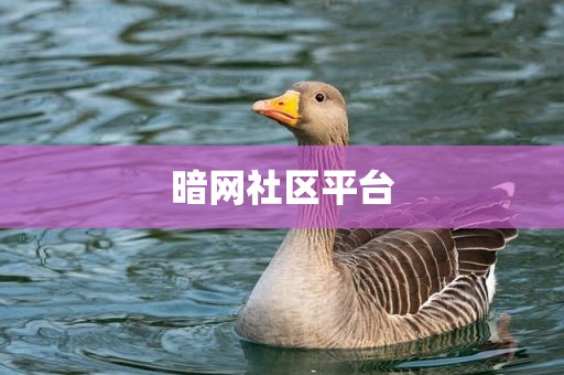 暗网社区平台