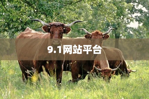 9.1网站平台
