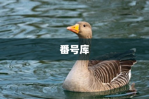 番号库