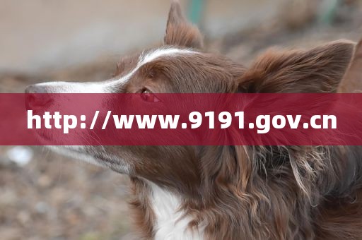 http://www.9191.gov.cn