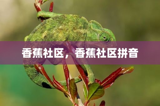 香蕉社区，香蕉社区拼音