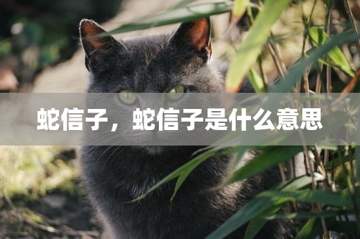 蛇信子，蛇信子是什么意思