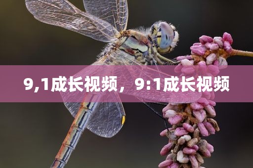 9,1成长视频，9:1成长视频