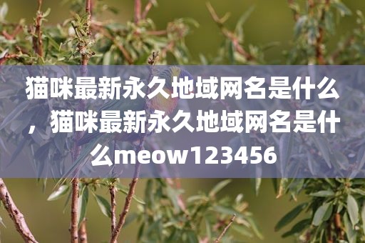 猫咪最新永久地域网名是什么，猫咪最新永久地域网名是什么meow123456