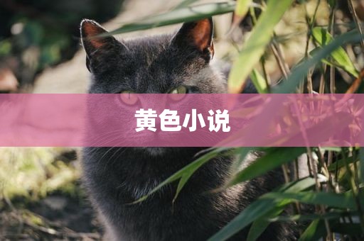 黄色小说
