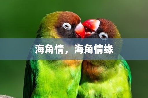 海角情，海角情缘