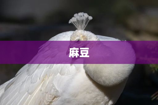 麻豆
